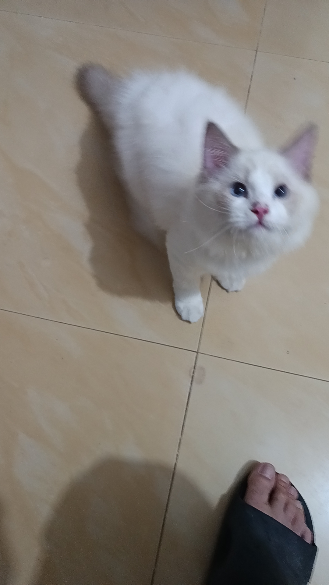 精品蓝双布偶妹妹一个找小主